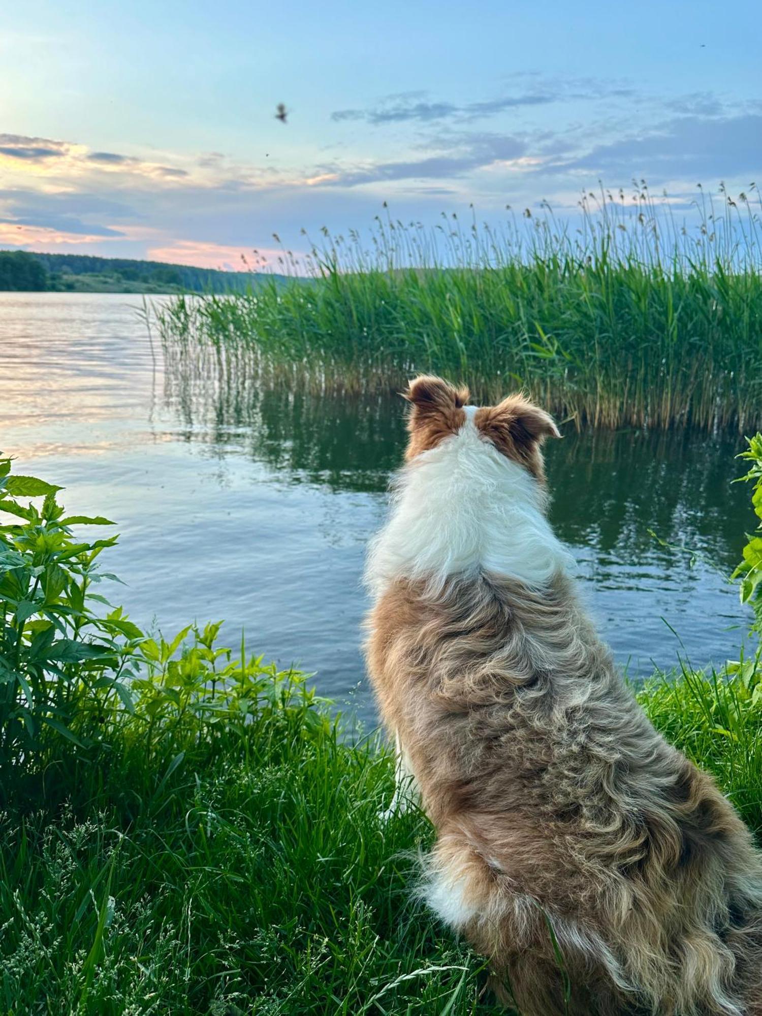 Pensjonat Rybical Ryn  Esterno foto
